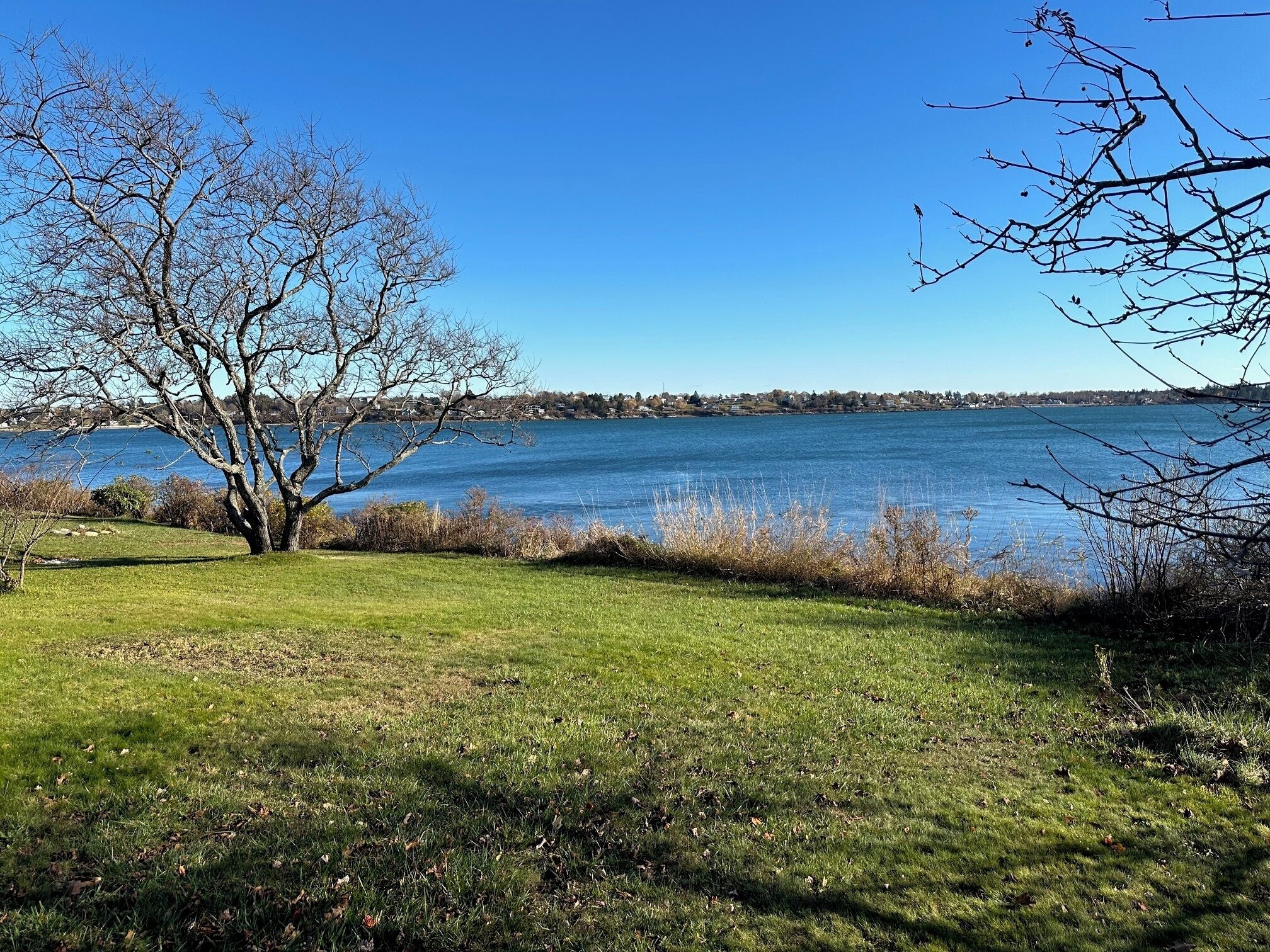 A grassy area with a tree and a view of a calm lake.