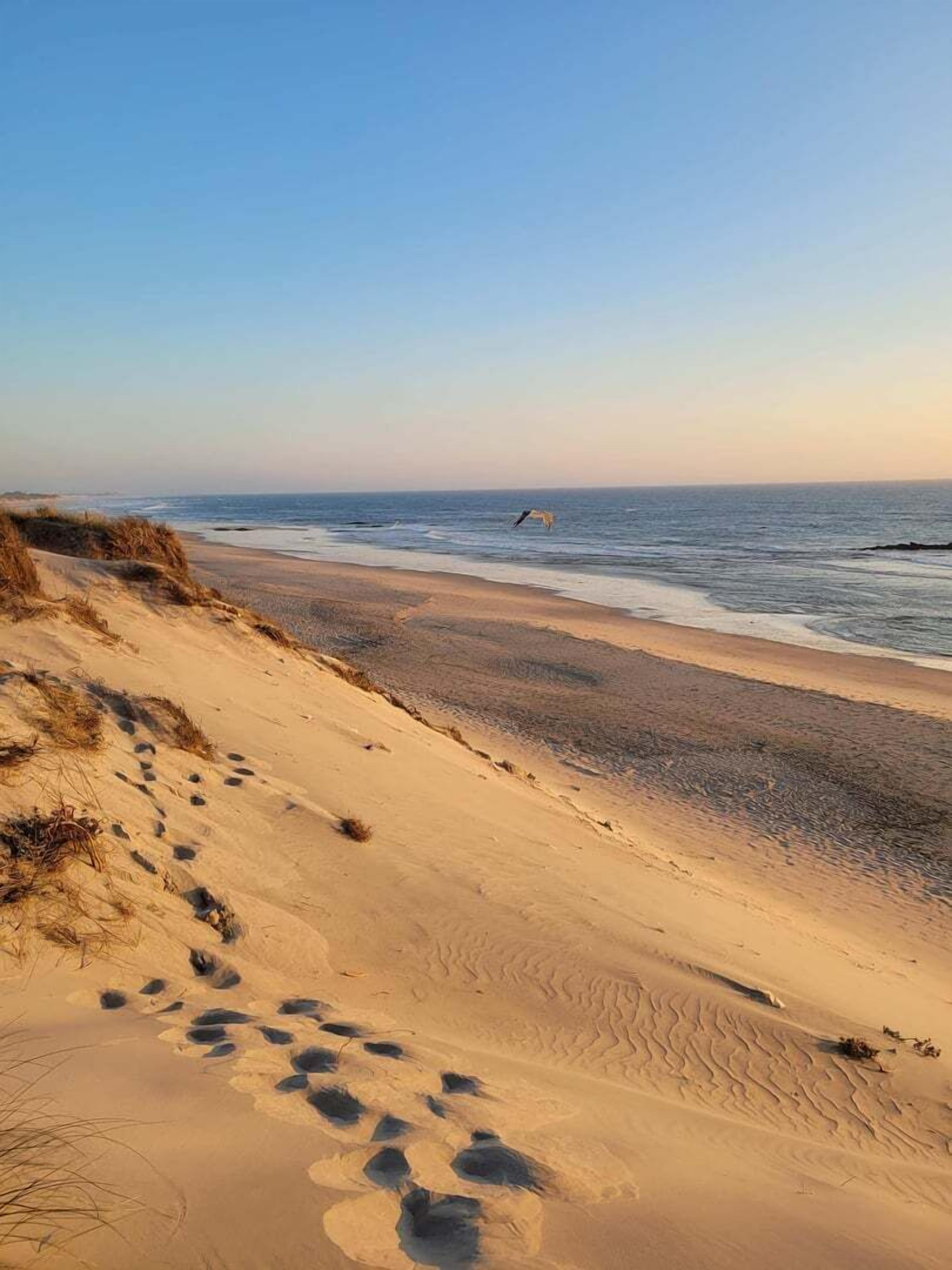 Ein sandiger Strand mit Fußspuren, die zum Wasser führen, ein fliegender Vogel und ein klarer Himmel.