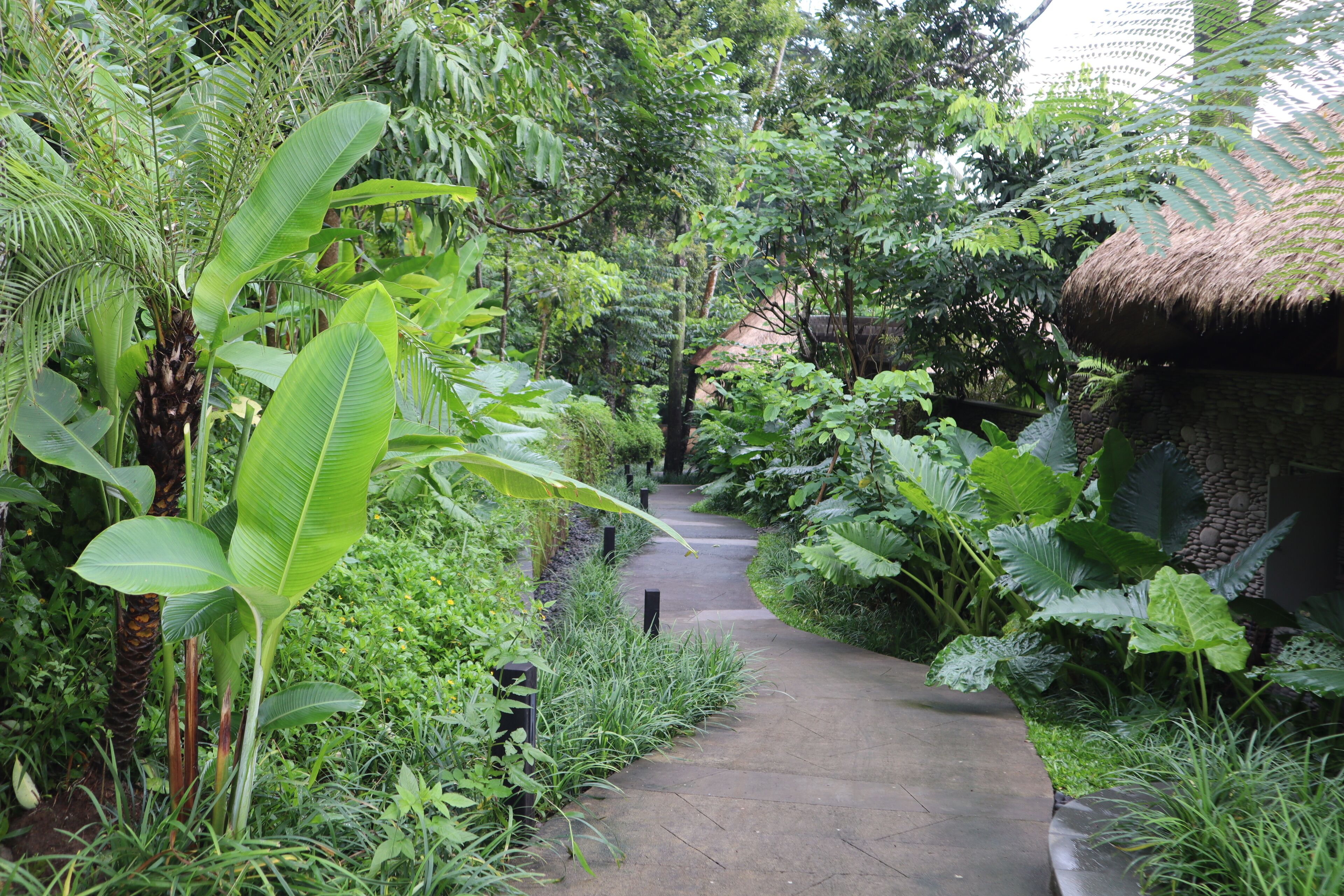 A concrete pathway surrounded by lush greenery, including large banana leaves and various tropical plants.