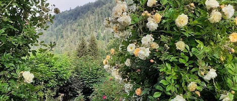 A garden pathway with a variety of flowering plants and a stone wall.