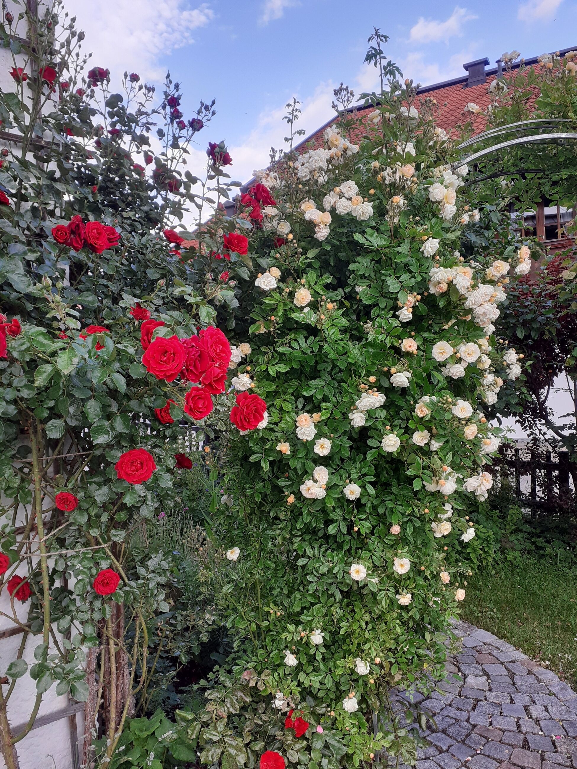 A garden with a variety of roses in full bloom, a cobblestone pathway, and a building with a red roof in the background.