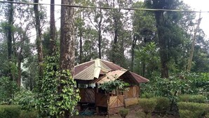 A rustic wooden cabin surrounded by dense forest, with a dirt ground and a pile of rocks nearby. - Green Mountain Resorts (Vythiri)