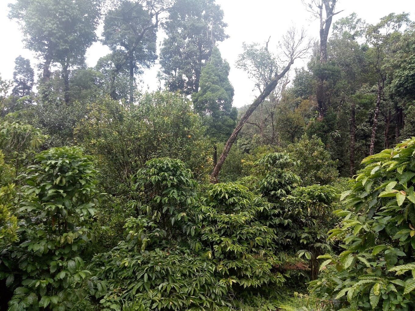 A dense forest with various types of trees and thick underbrush.