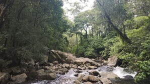 A natural landscape with a flowing river, rocks, and dense greenery. - Green Mountain Resorts (Vythiri)