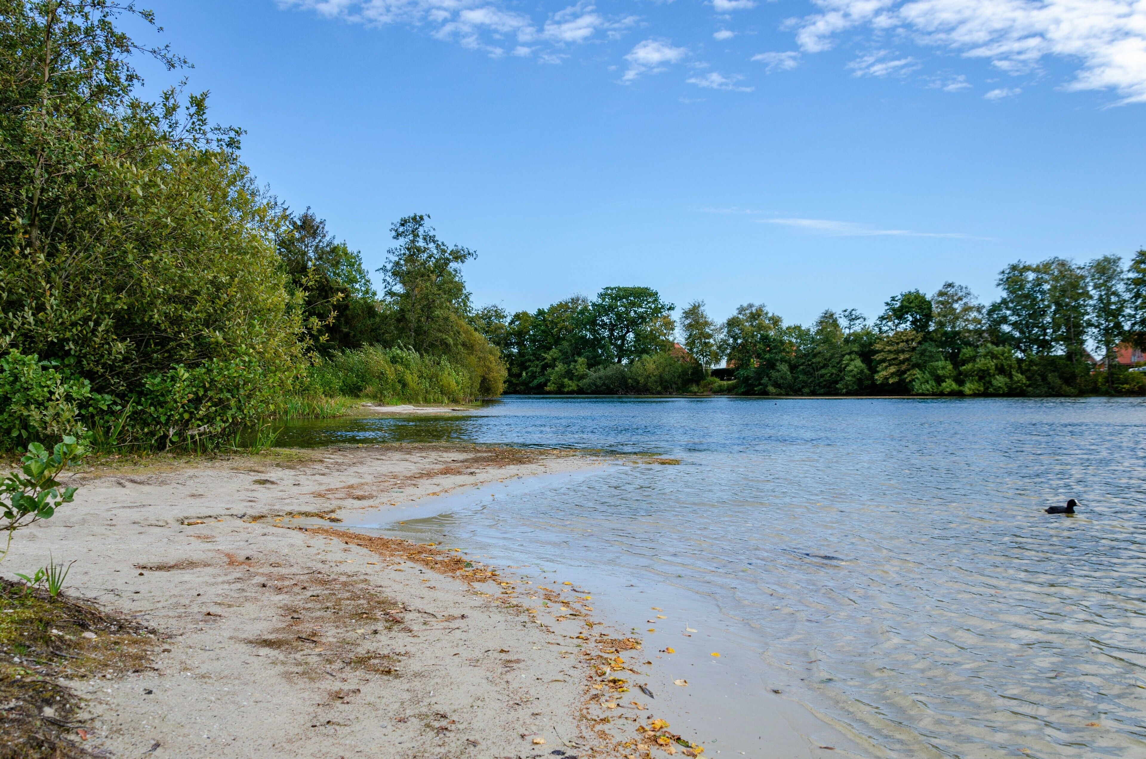 A riverbank with a sandy path leading to the water, surrounded by dense greenery and trees.