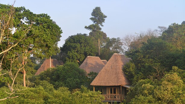 Een rieten bungalow, omringd door weelderige begroeiing en bomen.