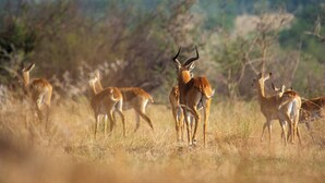 Un grupo de antílopes en su hábitat natural, con hierba seca y vegetación escasa.