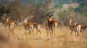 Un grupo de antílopes en su hábitat natural, con hierba seca y vegetación escasa.