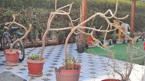 Potted plants with curved branches on a tiled patio. - Morning Star Guesthouse (Sharm El Shikhe)