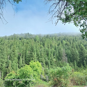 A dense forest with a clear sky. - Serene Retreat- Sleeps 4, Wifi, Courtyard (Lefkada)