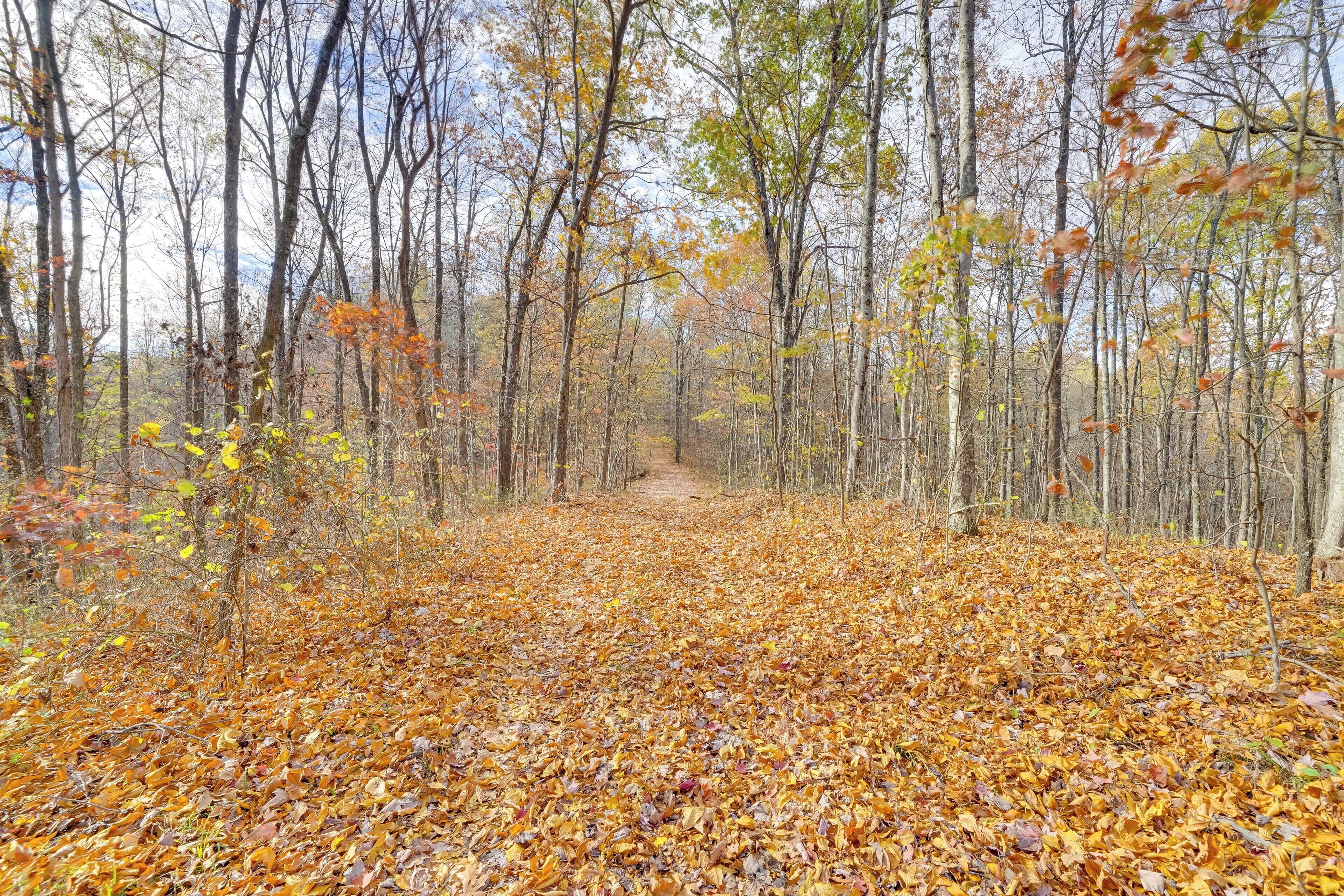 Un sendero en el bosque cubierto de hojas caídas.