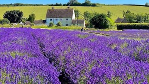 Un paisaje rural con un campo de flores púrpuras en primer plano y una casa blanca de techo de paja al fondo.