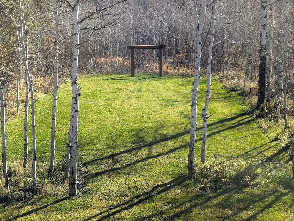 A grassy area with birch trees and a wooden structure.