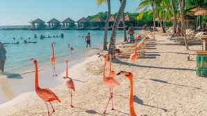 Una playa con varios flamencos caminando sobre la arena, palmeras y cabañas de techo de paja al fondo.