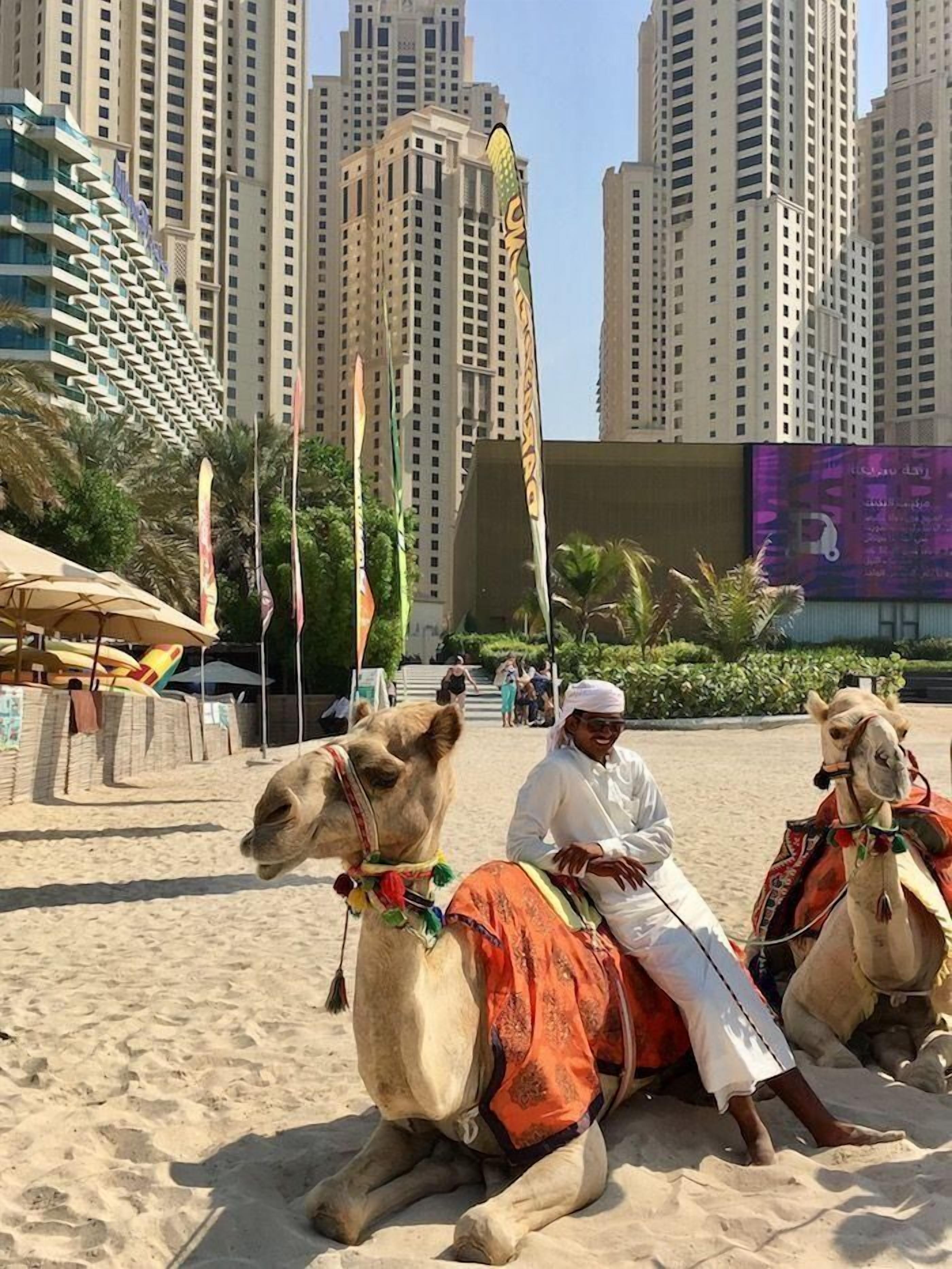 Escena de playa con camellos y una persona montando uno. Edificios altos se ven al fondo.