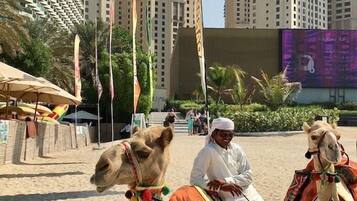 Escena de playa con camellos y una persona montando uno. Edificios altos se ven al fondo.
