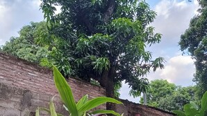 Un árbol grande frente a una pared de ladrillo.