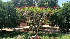 A garden with a tree bearing pink flowers, surrounded by various plants and a stone structure.