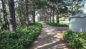 A gravel path flanked by lush greenery and tall trees, leading to a small building with a corrugated metal roof. - Springfields Homestead - Rapaura Holiday Home (Blenheim)