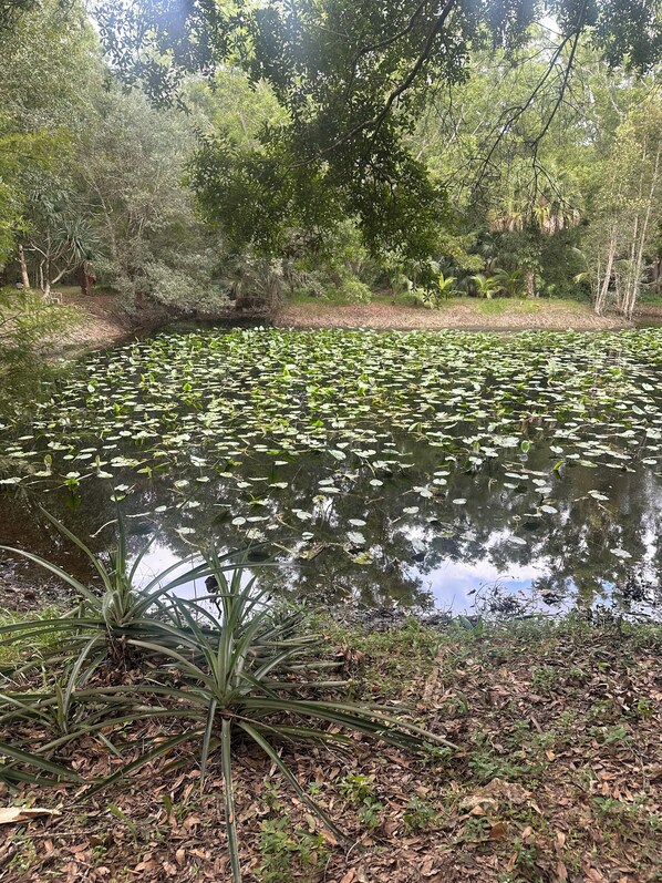 Property grounds - Cozy one bedroom guest house on peaceful 5 acre mango farm in Loxahatchee . (Loxahatchee)