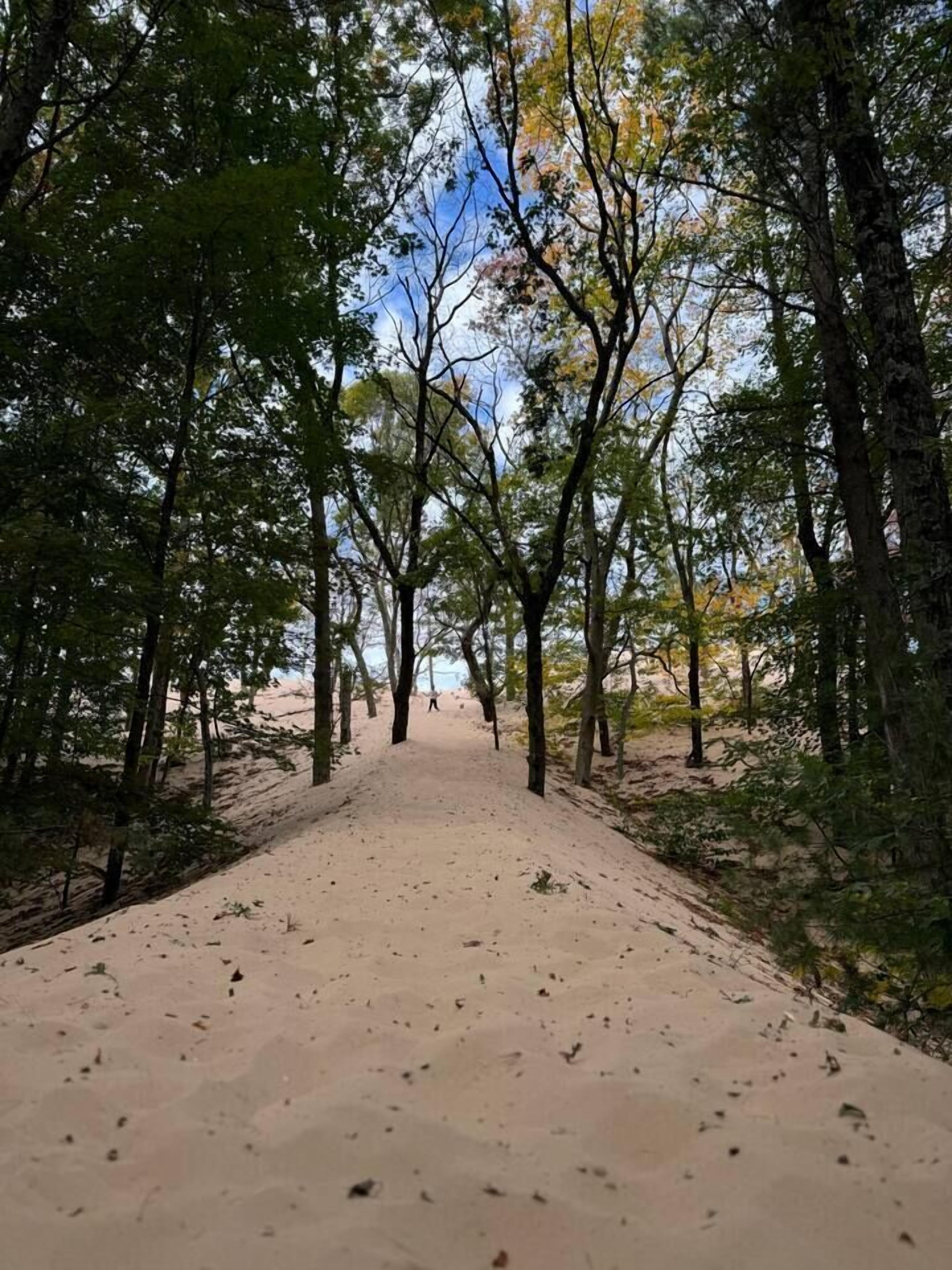 A pathway through a forest with trees on both sides and a sandy ground.