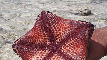 House, 3 Bedrooms, Accessible, Smoking | Miscellaneous