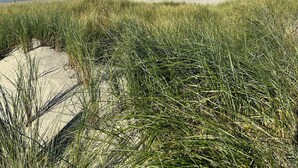 Ein Strand mit Dünen und blauem Himmel.