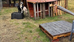 Una estructura de madera con una rampa que conduce a una plataforma, rodeada por un área cercada y árboles al fondo.