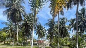 A hand holding a coconut with a straw, palm trees, and a clear sky. - COCO SAI, where you will see the majesty of the sea and the sky as one.  (San Andrés)