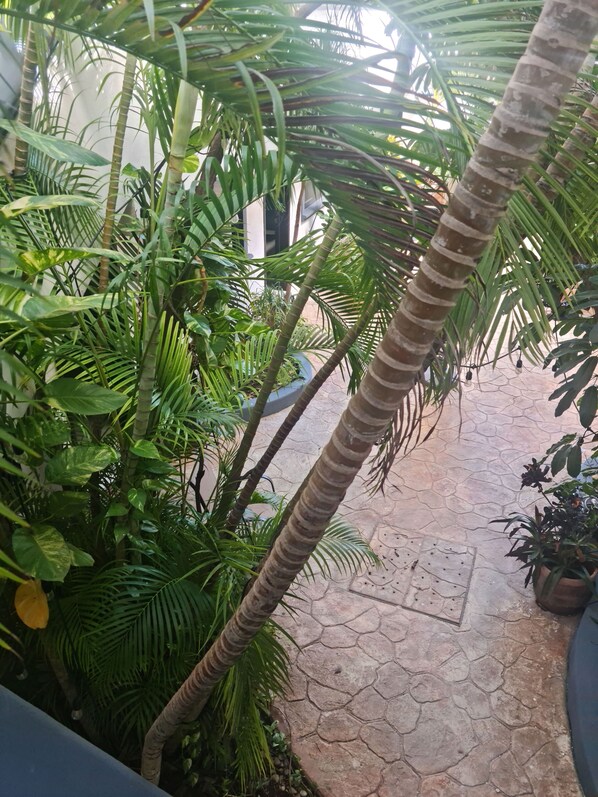 Exterior - TJ Apartments, Calle 6, PDC (Playa del Carmen)