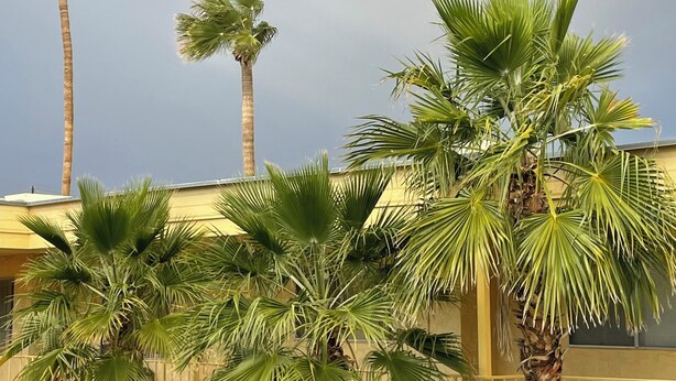 A building with palm trees and a rainbow.