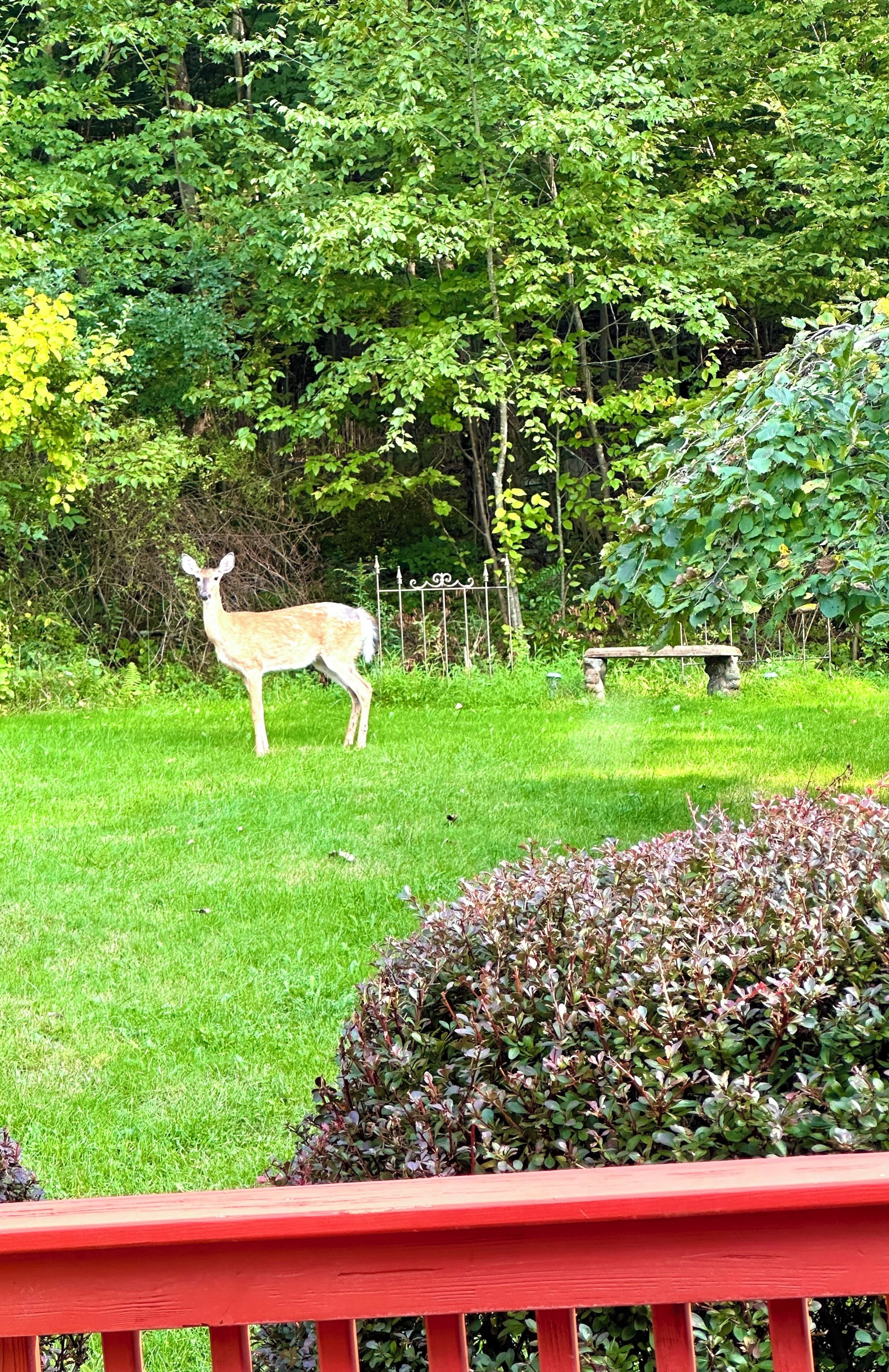 A deer in a grassy area with a stone bench and a red railing in the foreground.