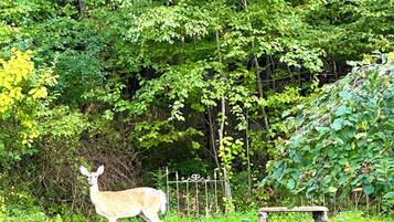 A deer in a grassy area with a stone bench and a red railing in the foreground.