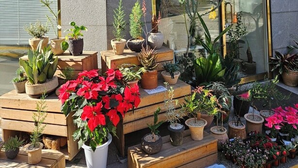 Une devanture de magasin où sont exposées, à l’extérieur, diverses plantes et fleurs en pot.