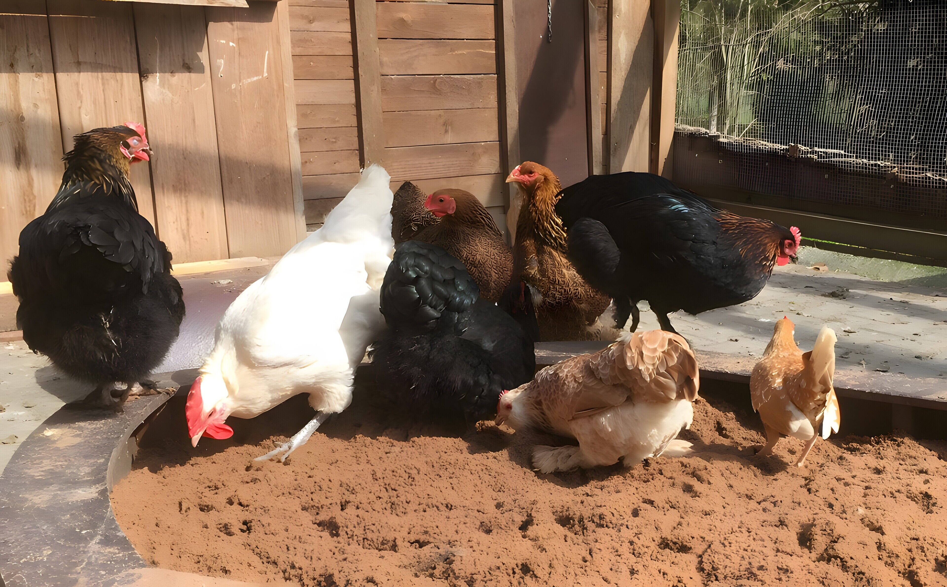 A group of chickens in a coop with wooden walls and a wire mesh.