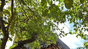 A rustic wooden cabin with a thatched roof, surrounded by trees and a sandy ground. - Authentic Mikoko Beach & Cottages (Bagamoyo)