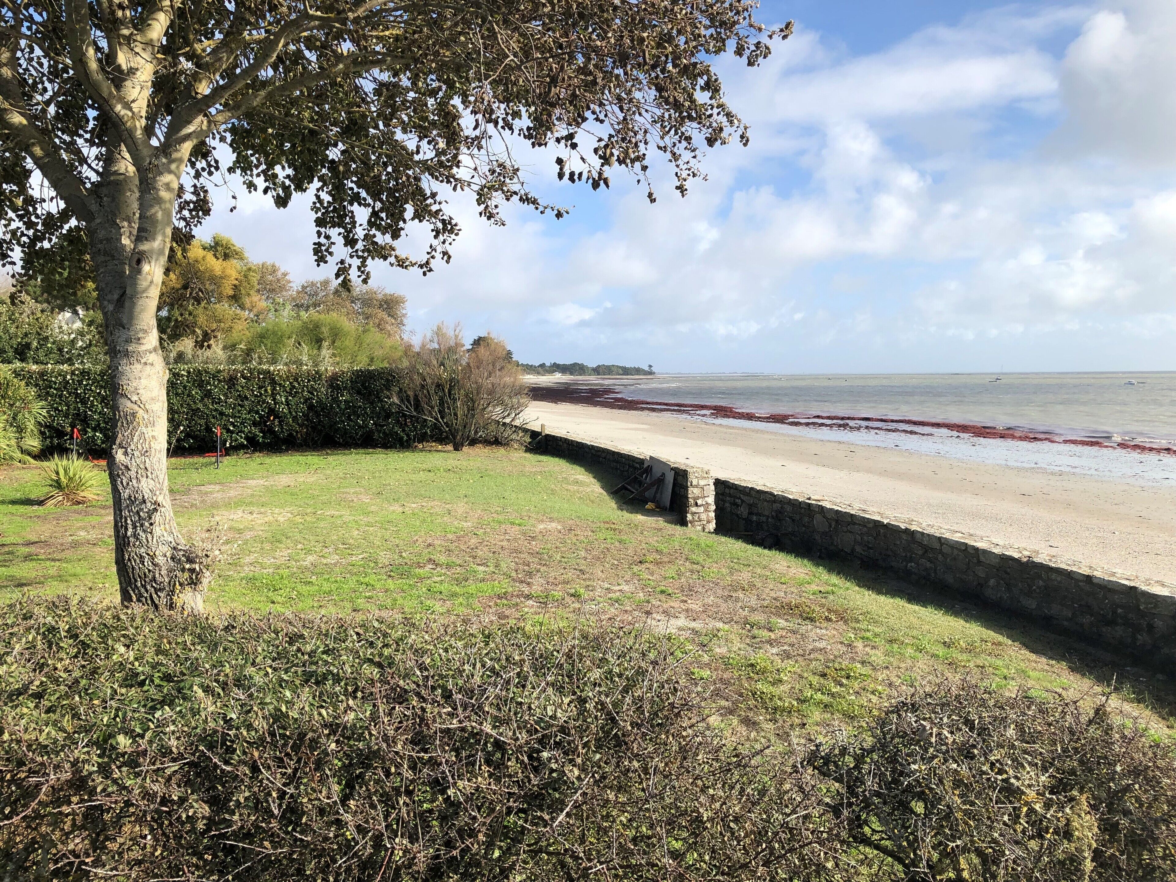 Un paysage côtier avec une zone herbeuse, un mur de pierre et un arbre.