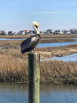 Miscellaneous - Garden City Beach Oceanfront Condo 903 | Rising Tides Properties Rental (Murrells Inlet)