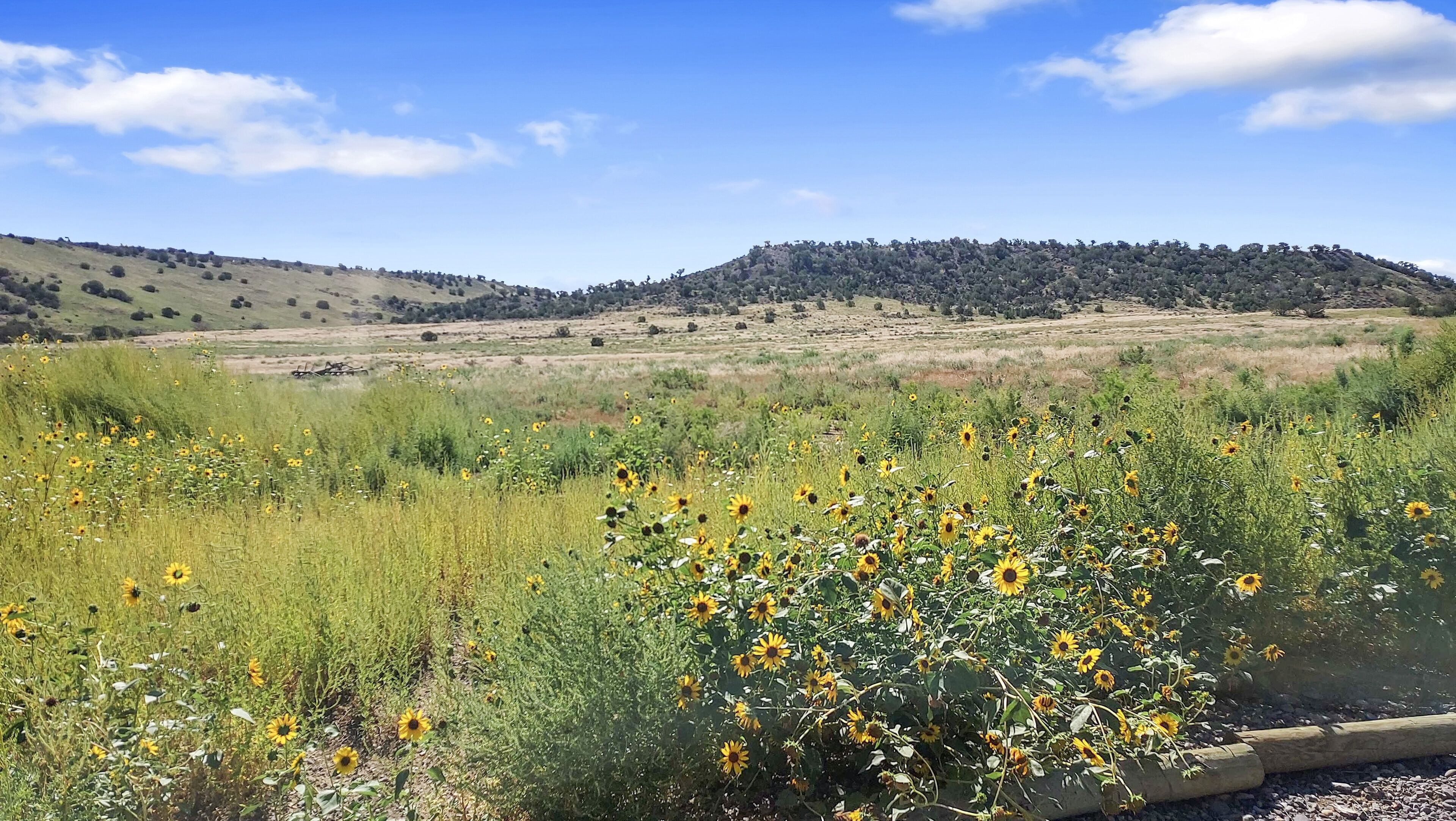 A field of sunflowers with a hilly landscape in the background.