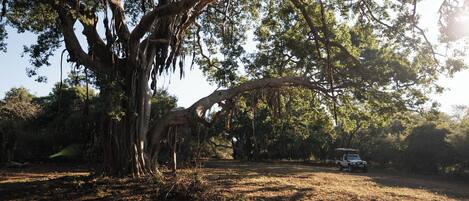 A large tree with extensive roots and branches, a dirt path, and a vehicle in the background.