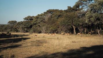 A natural landscape with a group of deer in a grassy field, surrounded by trees.