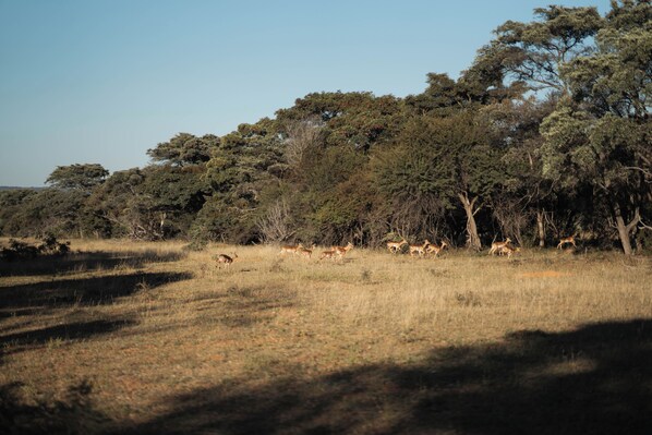 Exterior - Room in Guest Room - Mmakuba Private Game Lodge, Superior Suite 5 (Mookgopong)