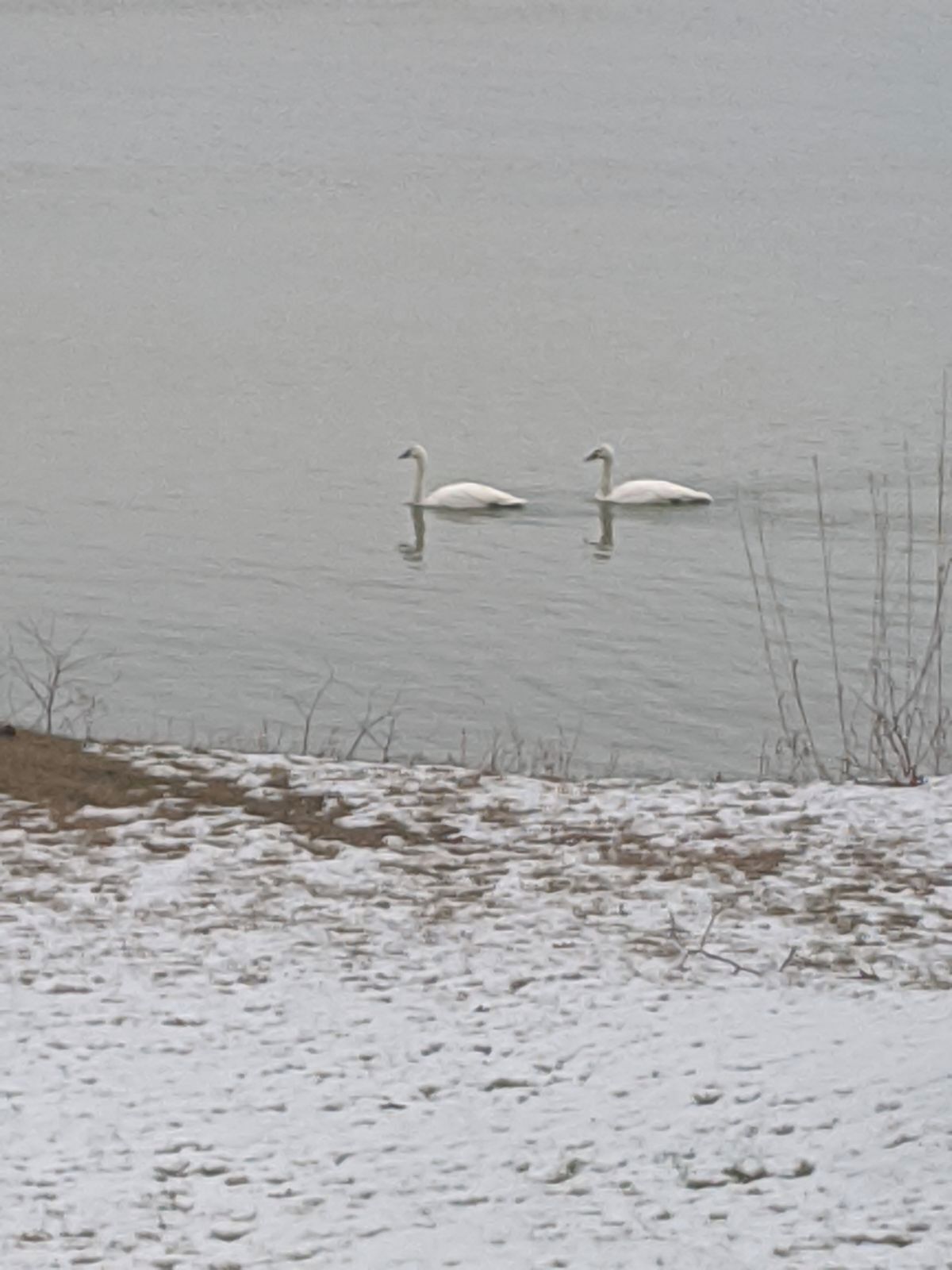 A snowy landscape with two swans on a calm body of water.