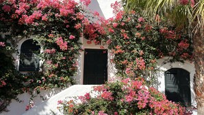 Un bâtiment blanc orné de fleurs roses et doté de volets noirs.