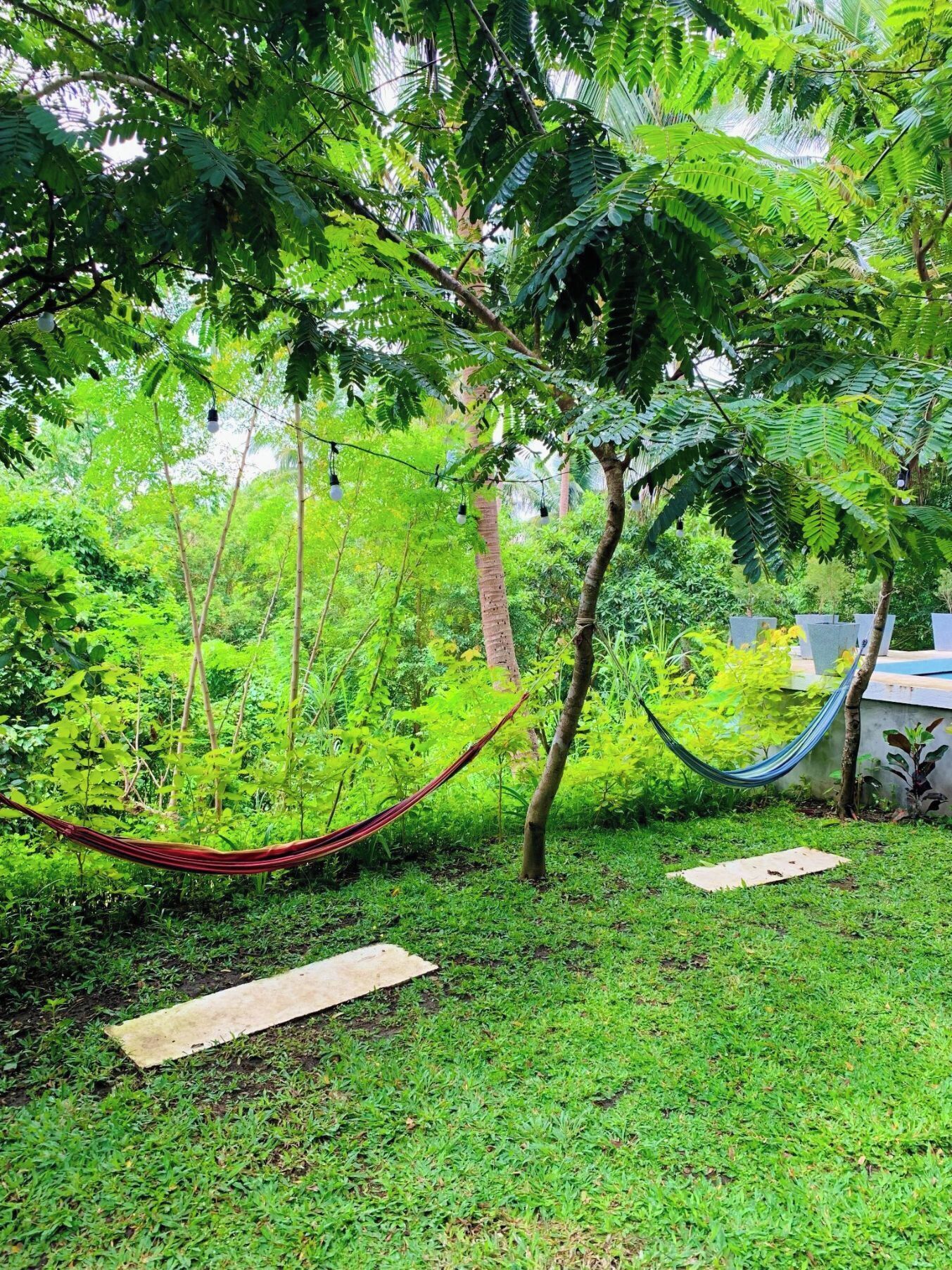 A hammock tied between trees in a lush garden with a wooden board on the ground.