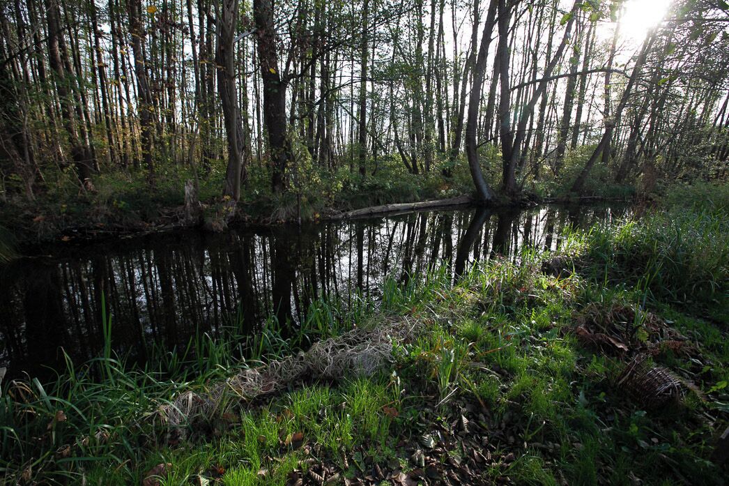 A natural landscape with a calm water body surrounded by dense trees and greenery.