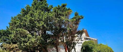 A parking area with several cars, a large tree, and a building with a sign that reads "OMINA HOTEL DE PARIS".