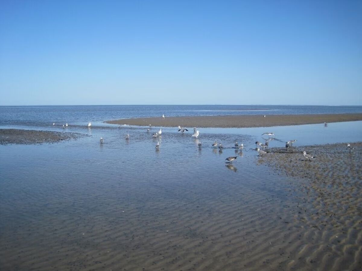 Uma praia com águas cristalinas e gaivotas.