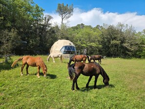Miscellaneous - Guesthouse 'La Cabane Aux Chevaux' with Private Garden (Varages)