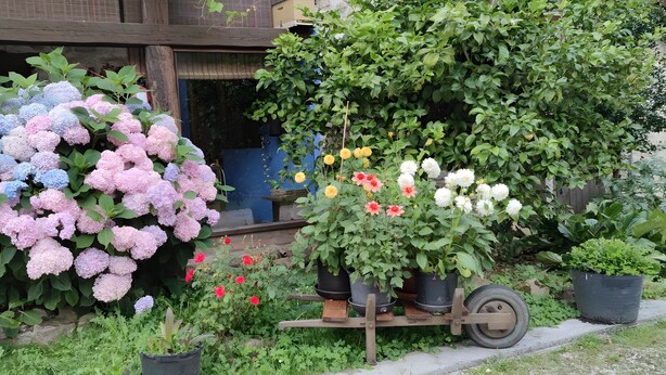 A garden with potted plants and a wheelbarrow. - Apartment 'Jana' with Mountain View, Private Terrace and Wi-Fi (Alles)